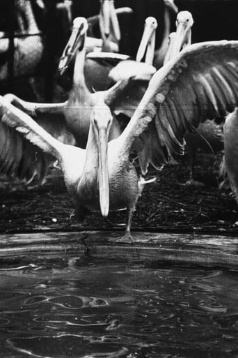 Poster of Pelicans at the Zoo