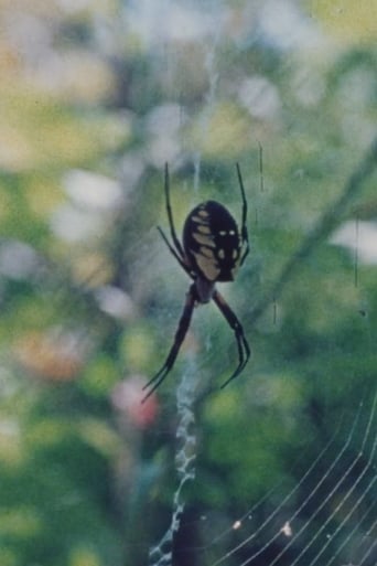 Poster of Wind in the Web