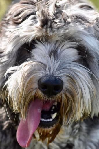 Portrait of Gary the Labradoodle