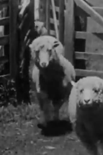 Poster of Sheep Coming Through Chute, Humuula Ranch, Hawaii