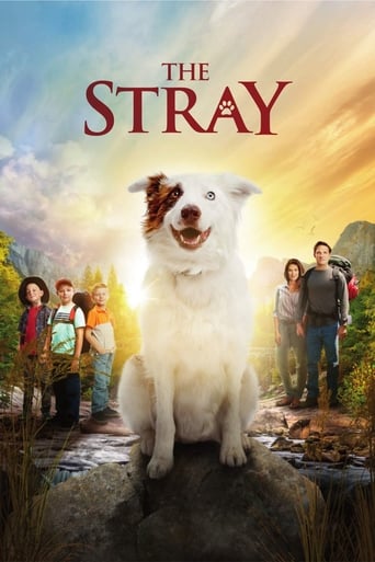 Poster of The Stray