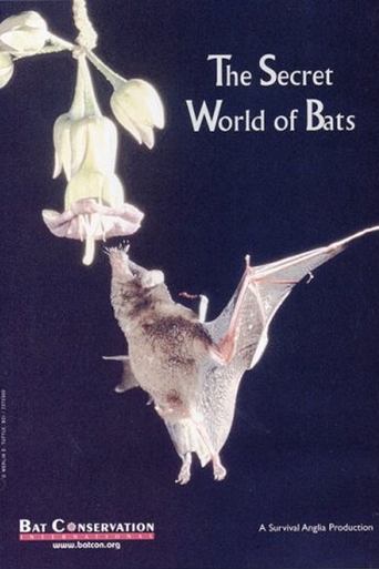 Poster of The Secret World Of Bats