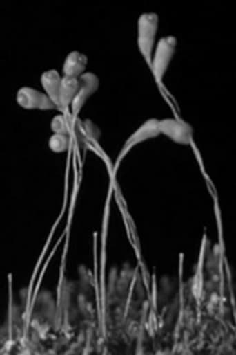 Poster of The Plants of the Pantry