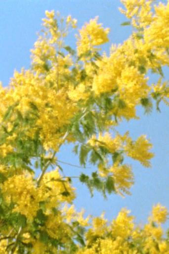 Poster of Mimosen im Wind