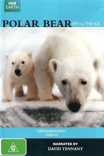 Poster of Polar Bear - Spy on the Ice