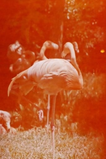 Poster of Sleeping Flamingo