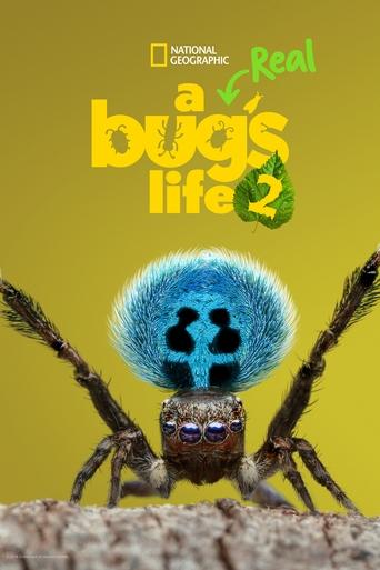 Portrait for A Real Bug's Life - Season 2