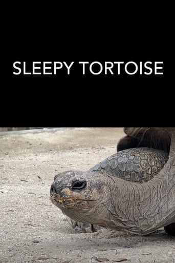 Poster of Sleepy Tortoise