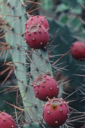 Poster of Black Cactus