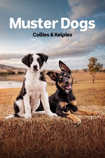 Portrait for Muster Dogs - Collies & Kelpies