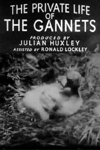 Poster of The Private Life of the Gannets