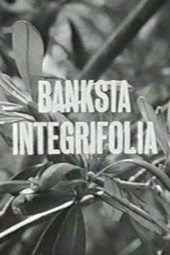 Poster of Banksia Integrifolia