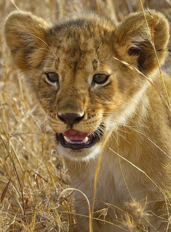 Poster of Serengeti - La grande cavalcade des animaux