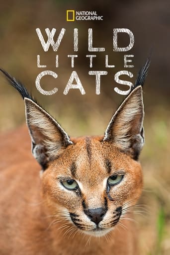 Poster of Wild Little Cats