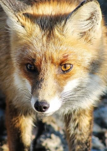 Poster of Stadt, Land, Fuchs!