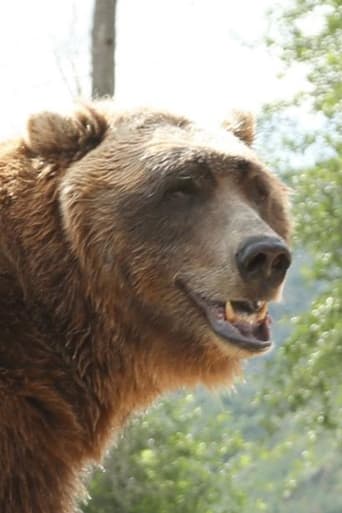 Portrait of Bart the Bear