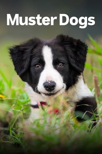 Portrait for Muster Dogs - Australian Border Collie pups