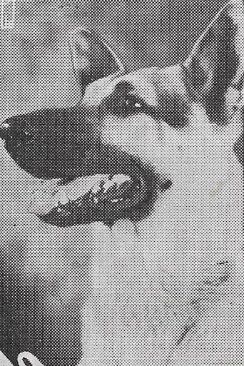 Portrait of Rin-Tin-Tin Jr.