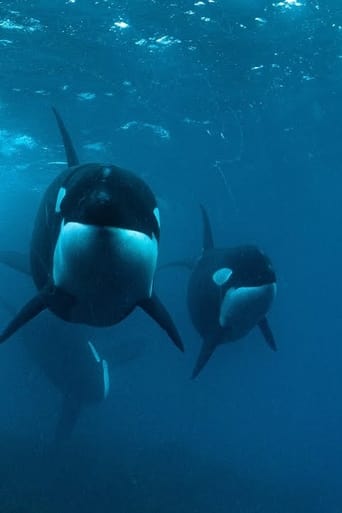 Poster of 0800 SEE ORCA