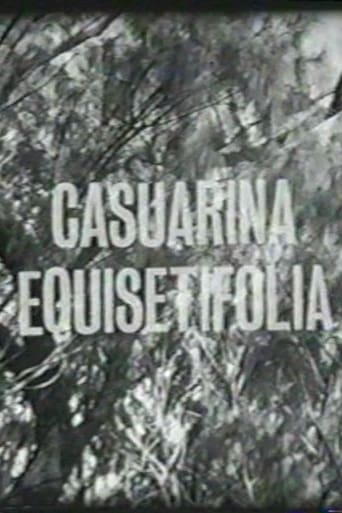 Poster of Casuarina Equisetifolia