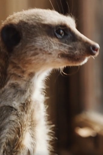 Portrait of Elvis the Meerkat