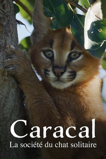 Poster of Caracal : La Société du chat solitaire