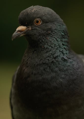 Poster of Deformed Pigeon Feet