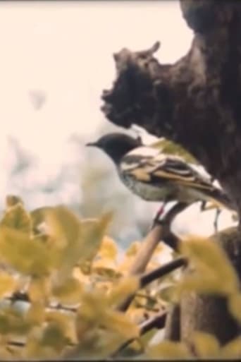 Poster of Dawn Chorus