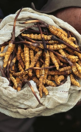 Poster of Yarsagumbu, l'or de l'Himalaya