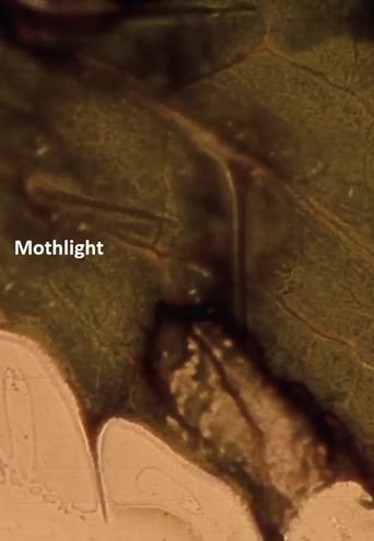 Poster of Mothlight