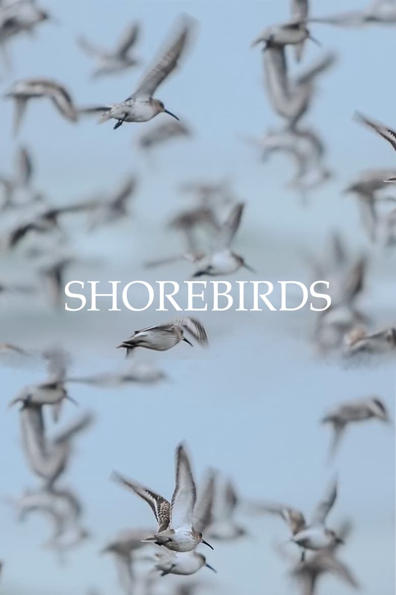 Poster of Shorebirds