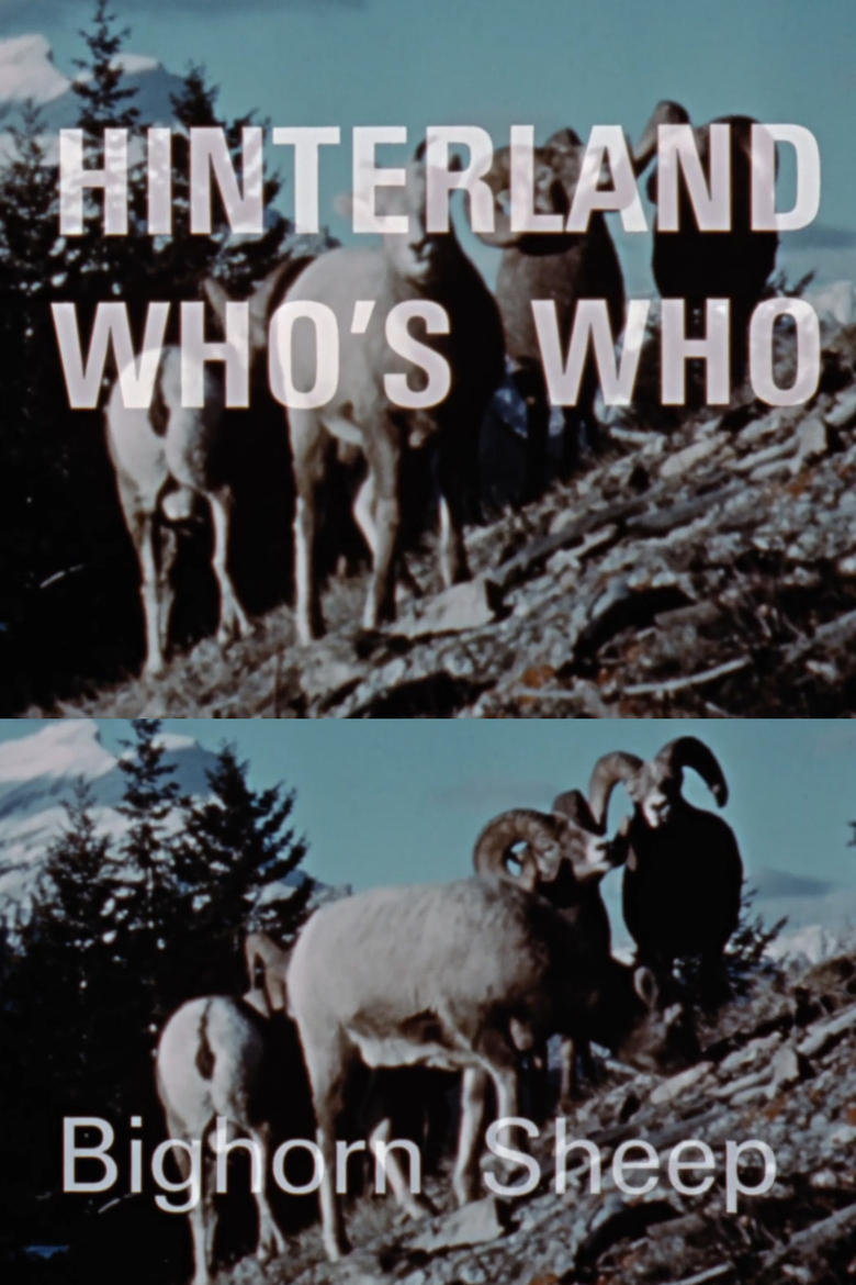 Poster of Hinterland Who's Who: Bighorn Sheep