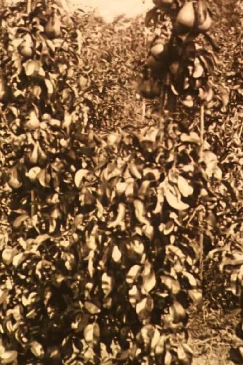 Poster of Fruit Harvest in the Netherlands