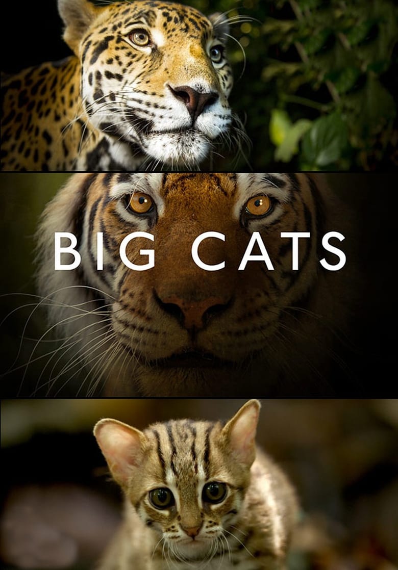 Poster of Big Cats