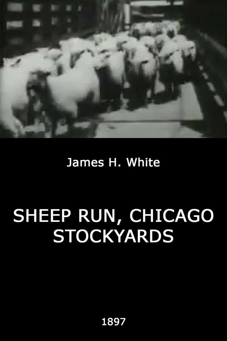 Poster of Sheep Run, Chicago Stockyards