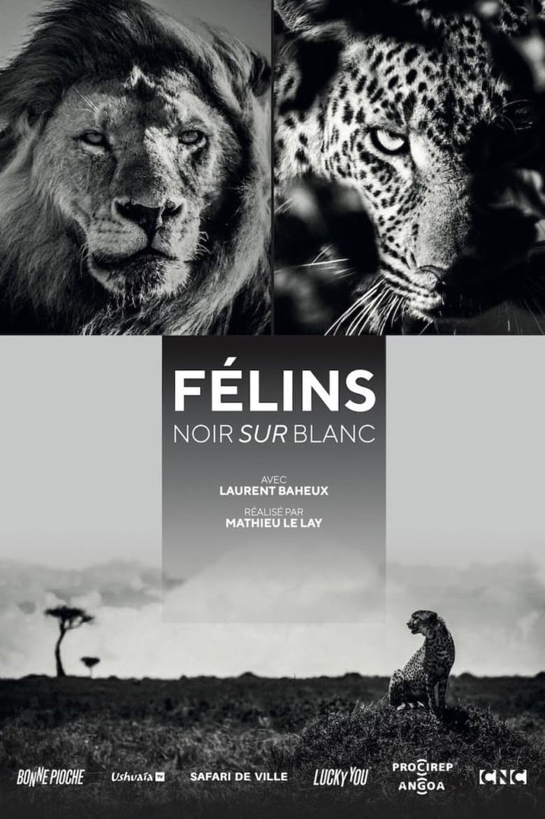 Poster of Félins, noir sur blanc