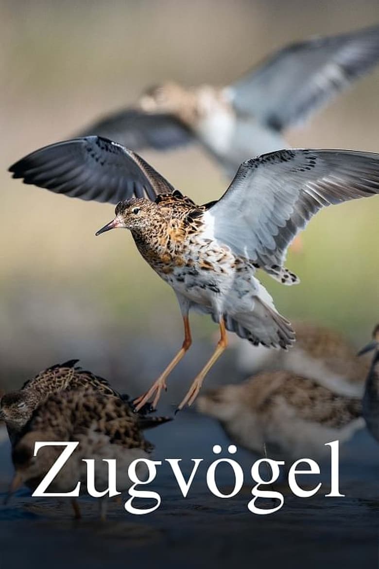 Poster of Zugvögel - Ein Jahr vergeht im Flug