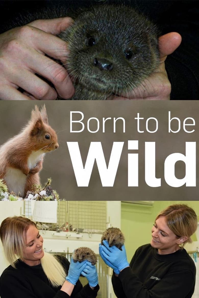 Poster of Born to Be Wild