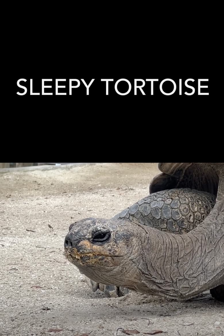 Poster of Sleepy Tortoise