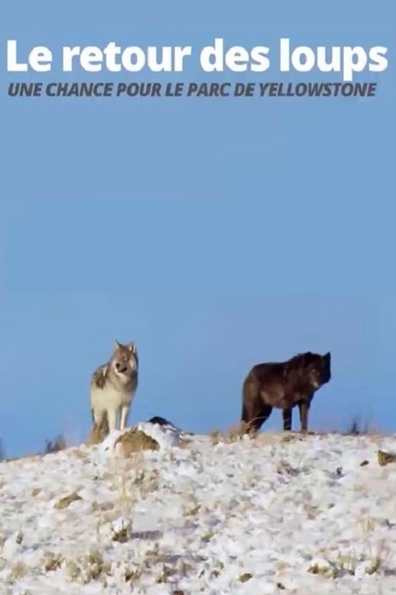 Poster of The Return of the Wolves: The Miracle in Yellowstone National Park