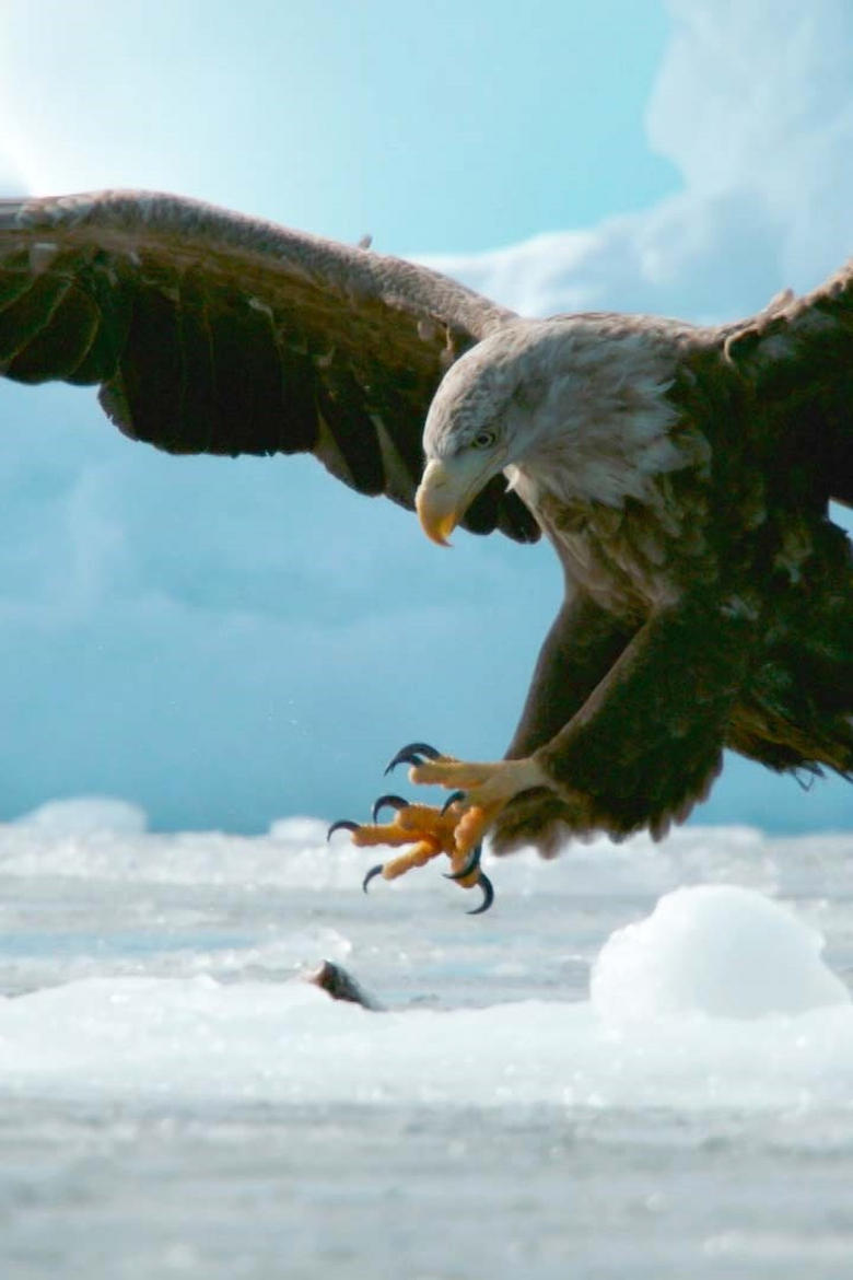 Poster of Crises on the Comeback Trail: Hokkaido's Endangered Birds