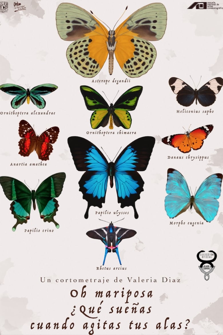 Poster of Oh butterfly, what dou you dream of when you flap your wings?