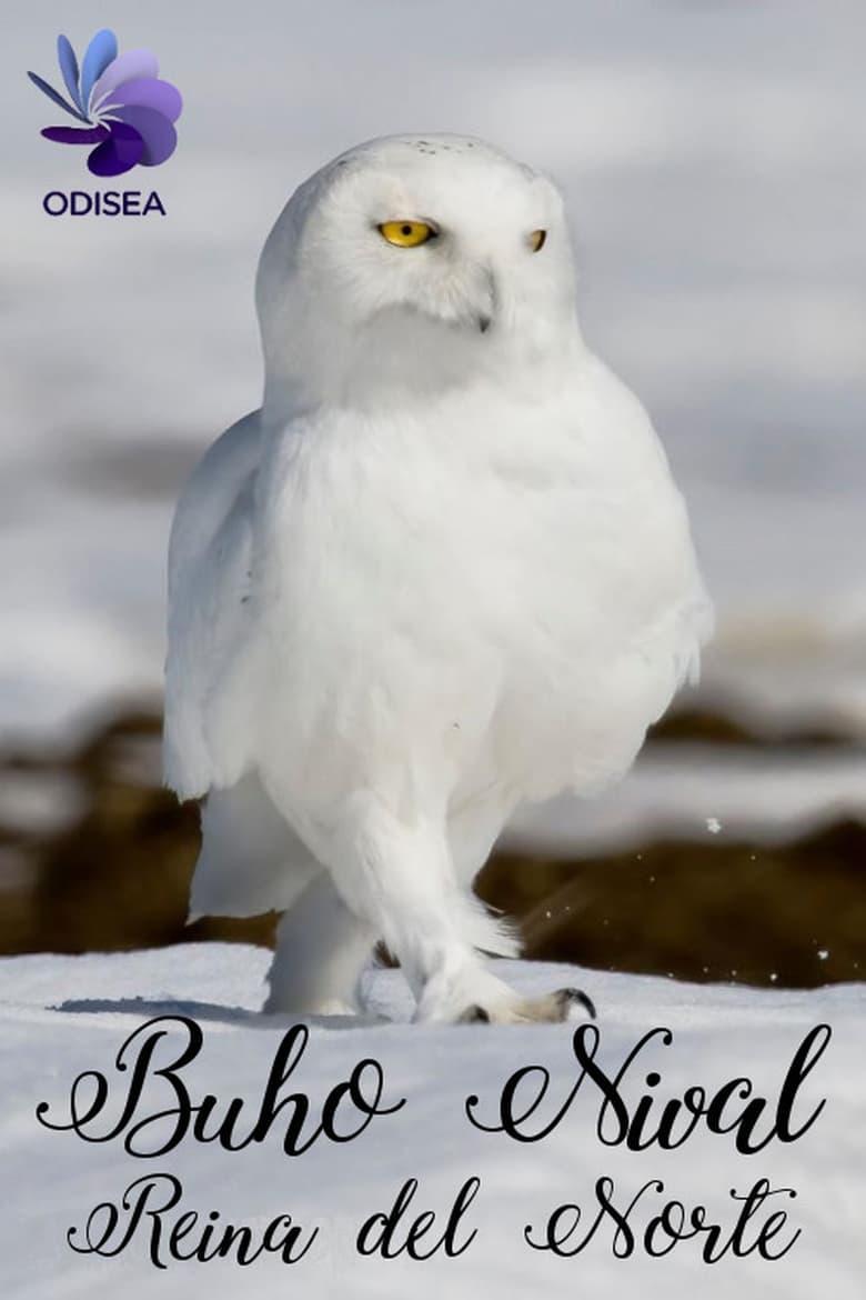 Poster of Snowy Owl, queen of the North