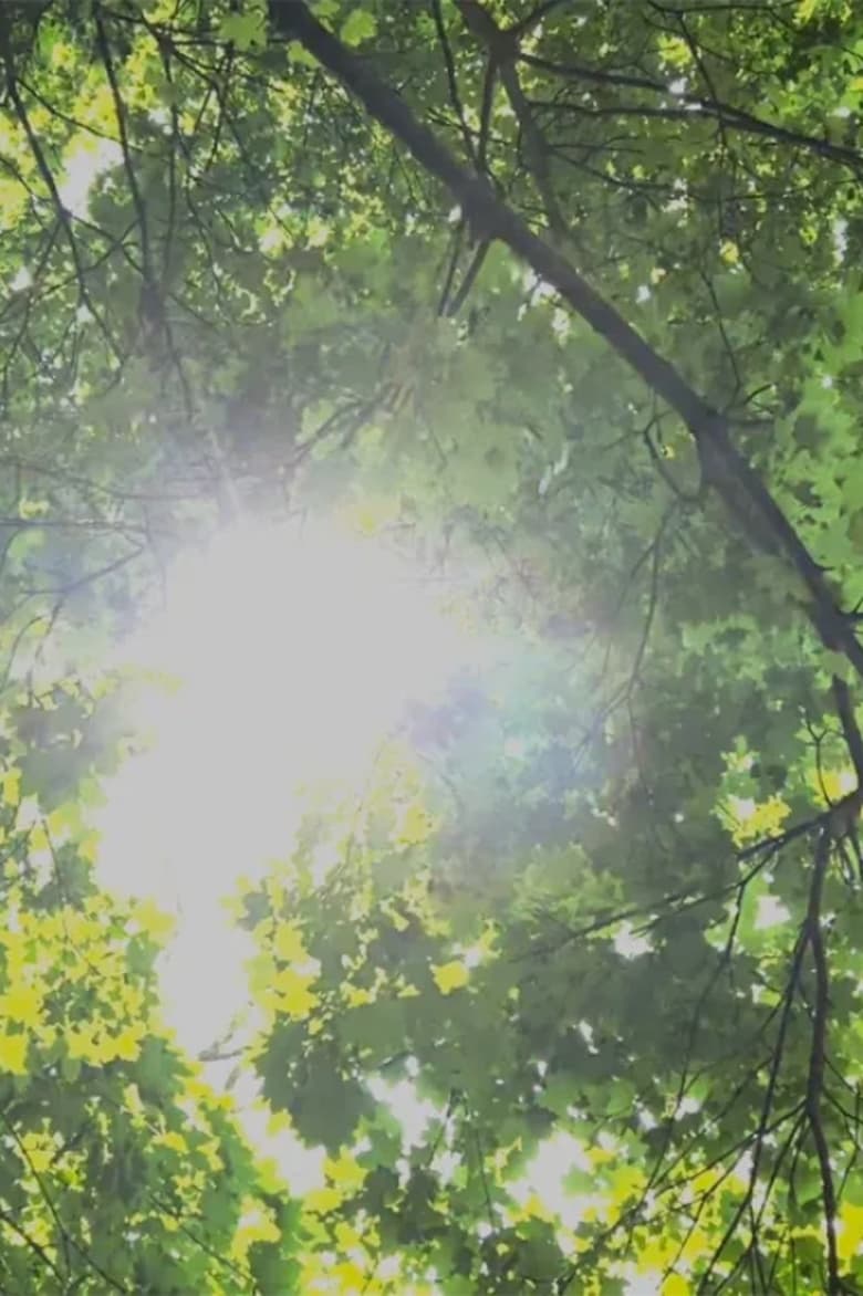 Poster of Dreams of Sunlight Through Trees