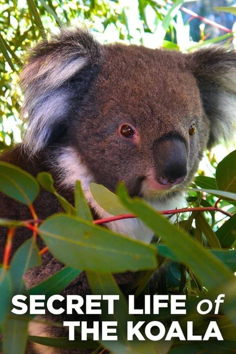 Poster of Episodes in Secret Life Of The Koala - Season 1 - Season 1