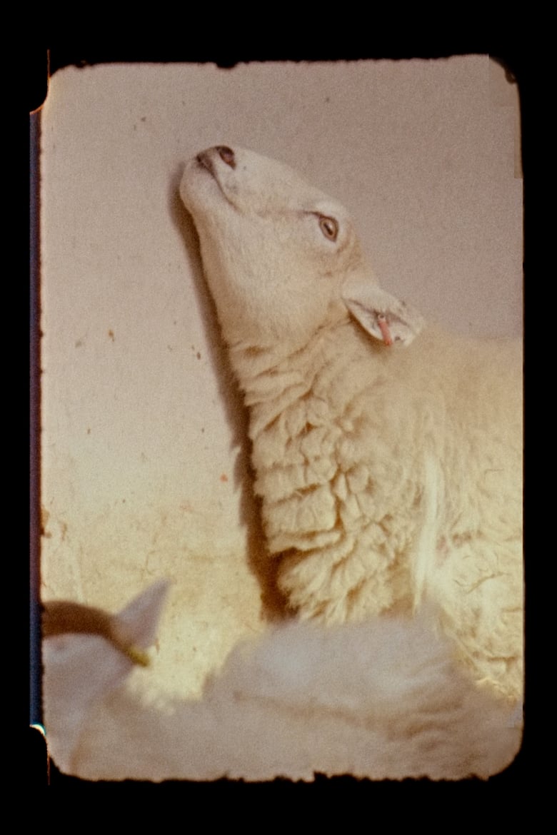 Poster of Lamb