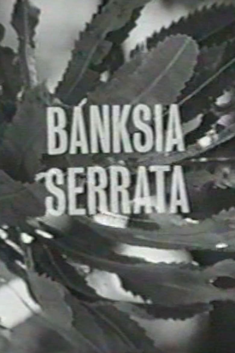 Poster of Banksia Serrata