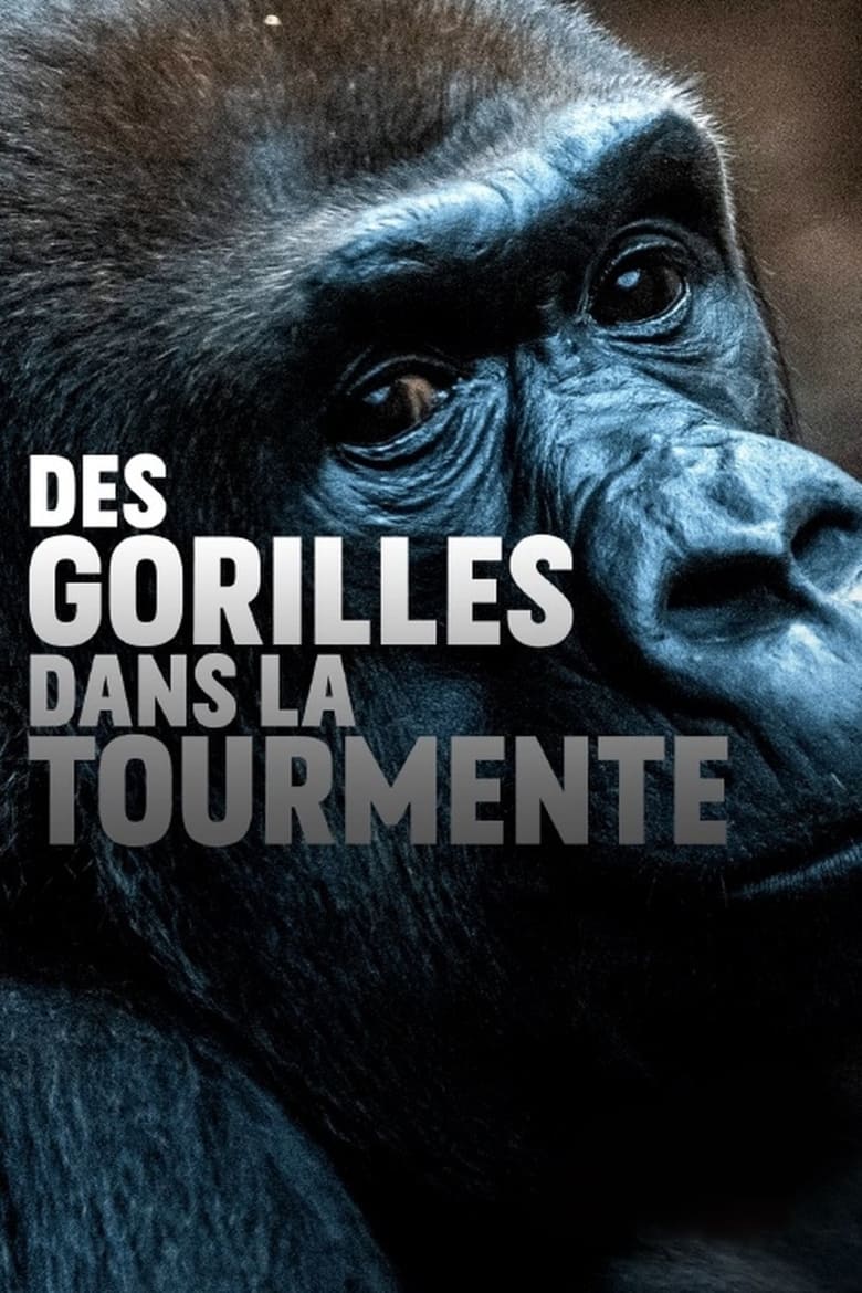 Poster of Gorillas unter Stress