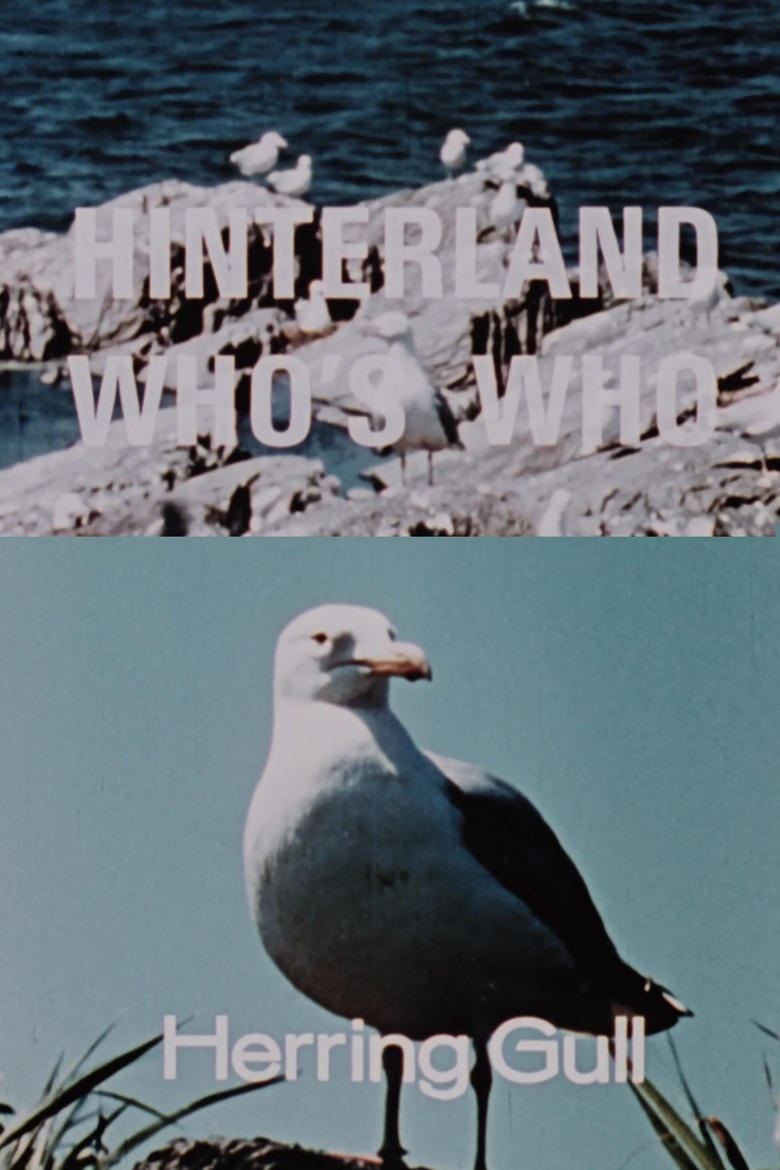 Poster of Hinterland Who's Who: Herring Gull