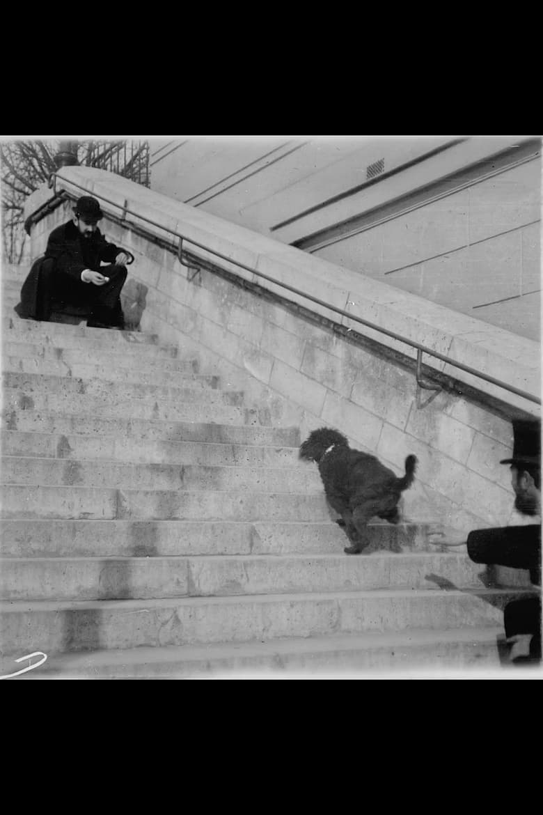 Poster of Chien, Caniche Noir Descendant et Montant Un Escalier